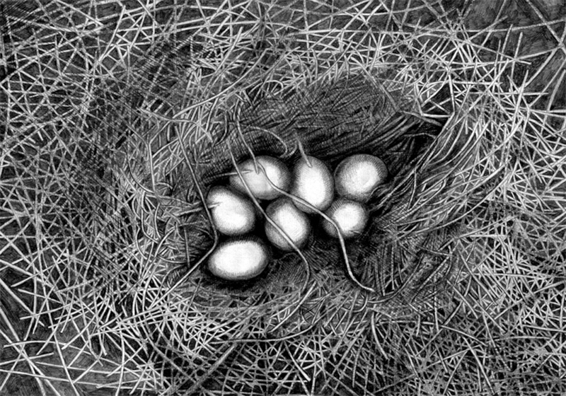 Pencil drawn image of eggs in a straw nest taken from the visual narrative the Limerickee