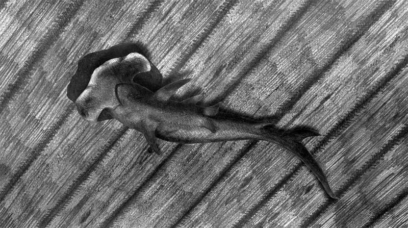 Pencil drawn image of a hammerhead shark bleeding out on a ship taken from the visual narrative the Limerickee
